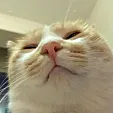 Wisadelll