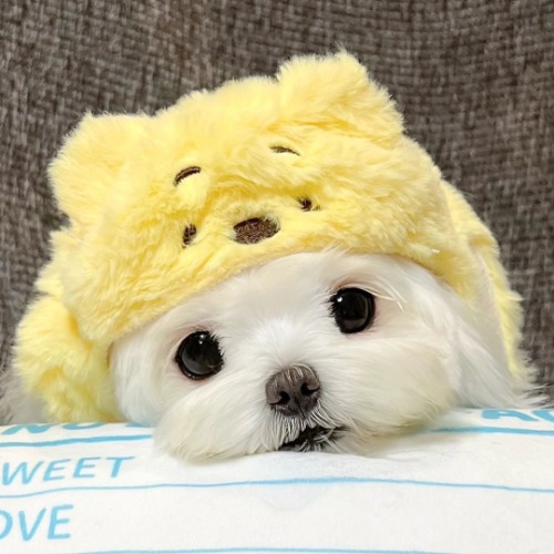 38一条开心的花鱼