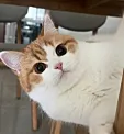 粘粘包🐱