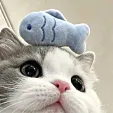 阿猫猫阿