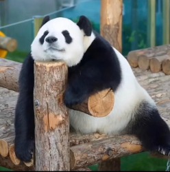 微笑云🐼