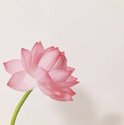 杨小杨的美梦