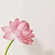 杨小杨的美梦