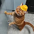 小咪哒