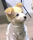 名字取的长会被傻子读