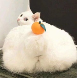 寒棽