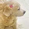 哈妮的小兔