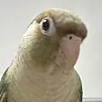 鸽鸽头